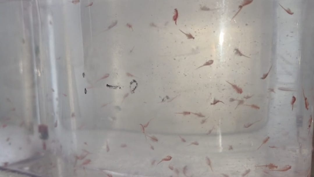 Artêmias vivas avermelhadas nadando em um recipiente transparente com água